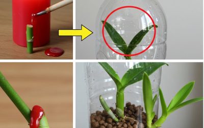 Orchideje, trik na jejich množení řízky: pokud to uděláte, porostou rychle, zdravě a silně!