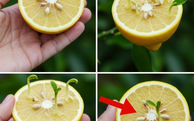 Jak naklíčit semínka citronu: odhalena neomylná taktika každého majitele školky