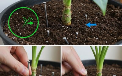 Protože každý před odjezdem na dovolenou nechává v rostlinách hřebík.