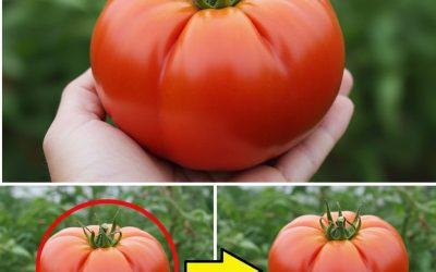 Velká, šťavnatá rajčata – toto hnojivo používám už léta: tajemství farmářů!