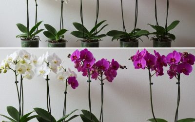 Moje orchideje kvetou už 10 měsíců díky tomuto receptu na hnojivo: jednoduchý recept, který rozkvete jakoukoli květinu.
