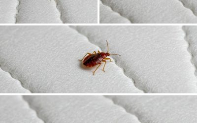 Zkontrolujte si matraci; pokud máte na kůži tyto skvrny, je vaše postel zamořena štěnicemi.