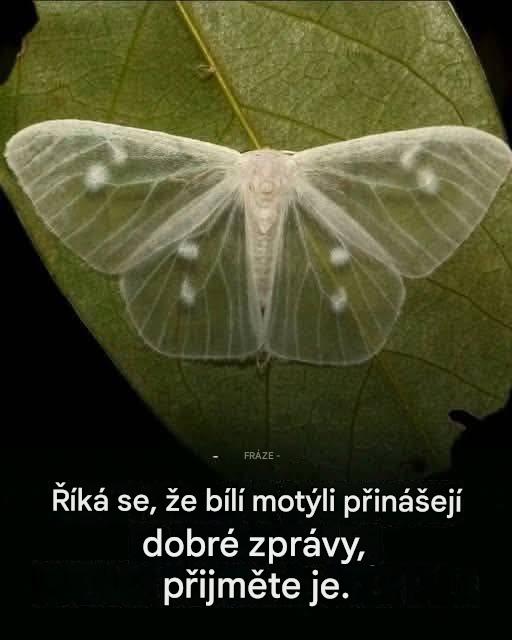 Význam návštěvy černého motýla
