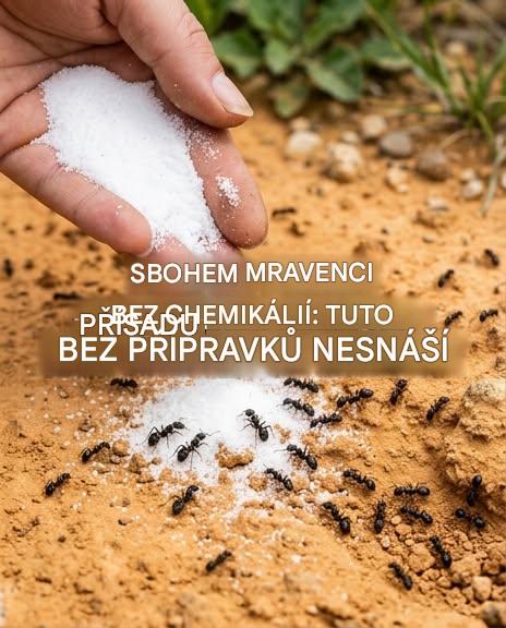 Zbavte se mravenců bez chemie: tuto přírodní složku nenávidí