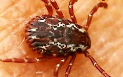 Fièvre hémorragique de Crimée-Congo : une alerte sanitaire inédite frappe la France