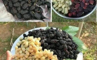 Bílá moruše: výhody, živiny a aplikace