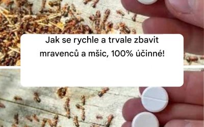 Jak se rychle a trvale zbavit mravenců a mšic, 100% účinné!