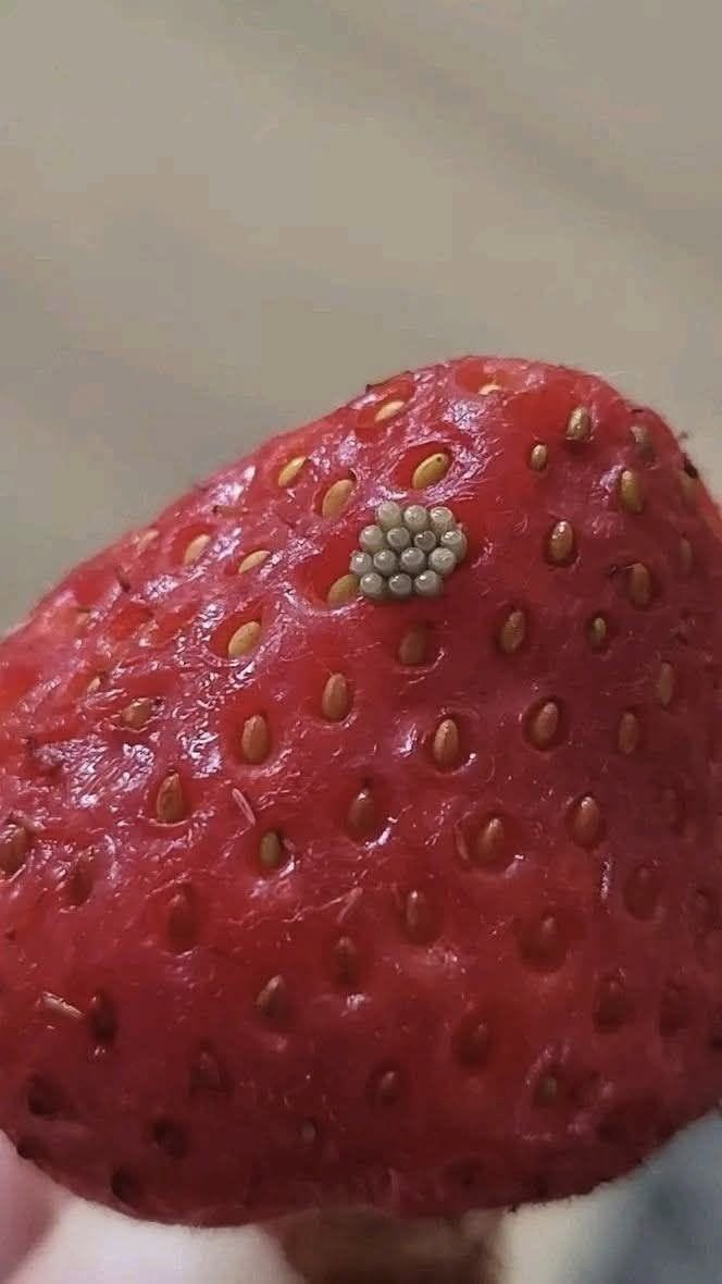 Bílí červi v jahodách? Co se stane, když bobule namočíte do slané vody (a zda jsou stále bezpečné k jídlu)