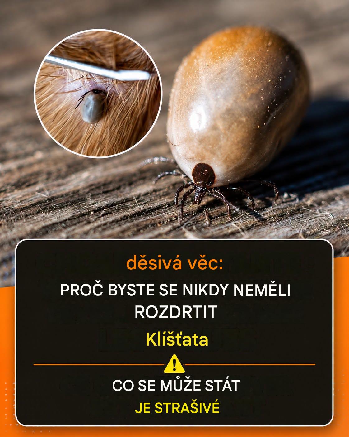 Jak se efektivně zbavit klíšťat, aniž byste riskovali jejich přežití nebo kontaminaci
