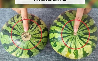 Jsou vodní melouny sladké? Stačí se podívat a hned to budete vědět. Stará metoda pěstitele melounů zaručeně funguje, vždycky najdete ten pravý.