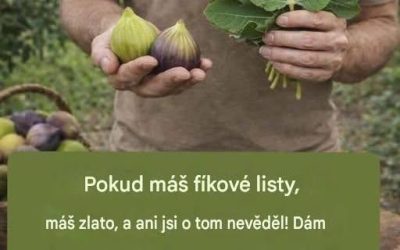 figový list