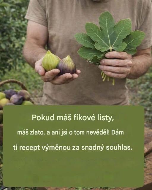 figový list