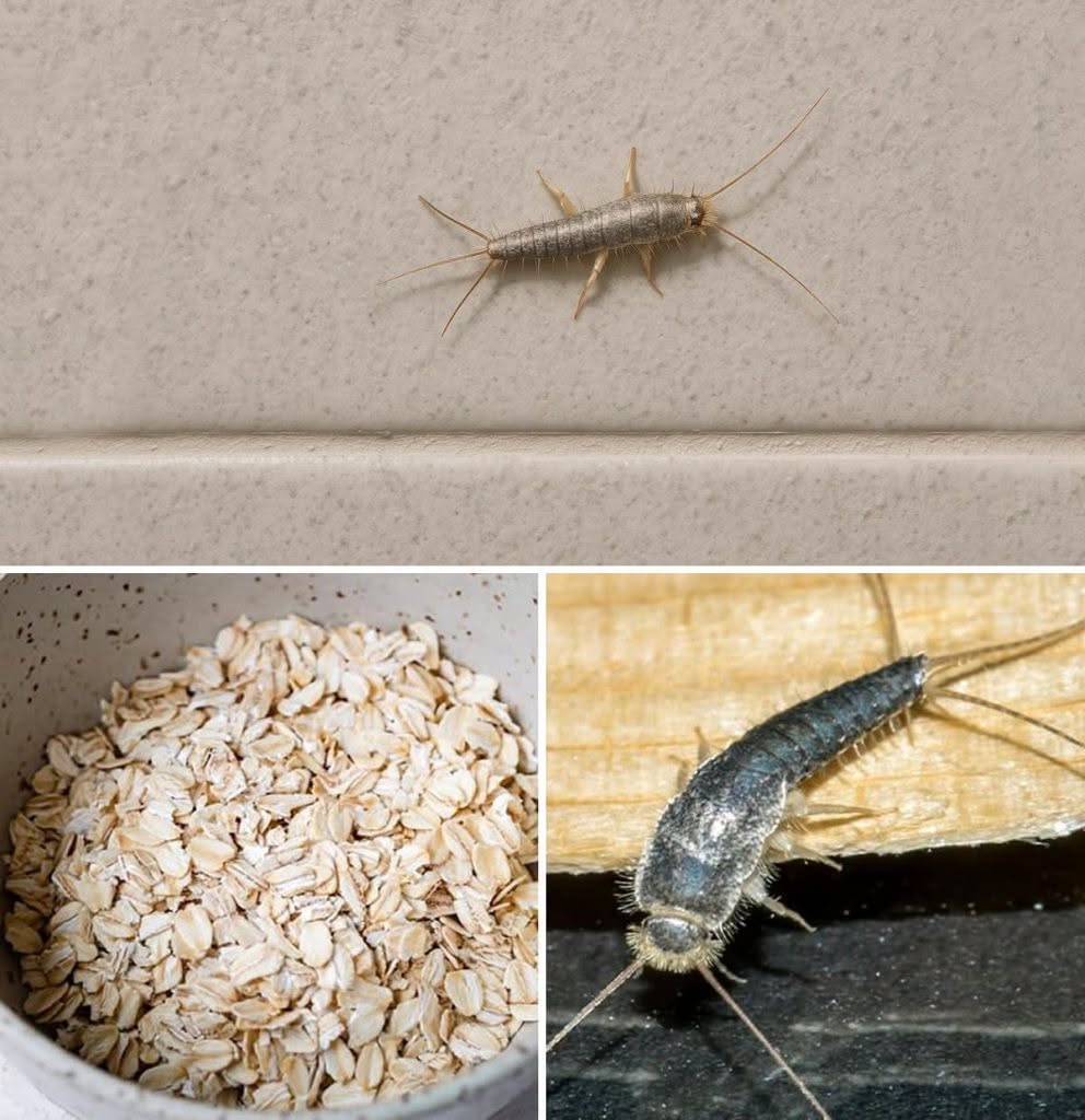 Varování! Pokud jste doma našli tohoto hmyzu (rybenku), je to znamení, že byste měli
