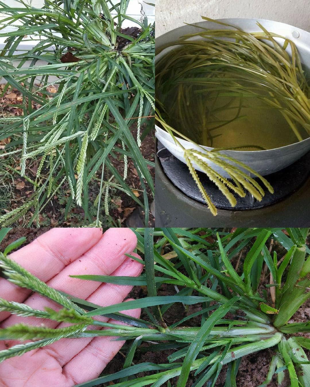 Eleusine indica (Eleusine indica): 10 silných výhod a jak je používat