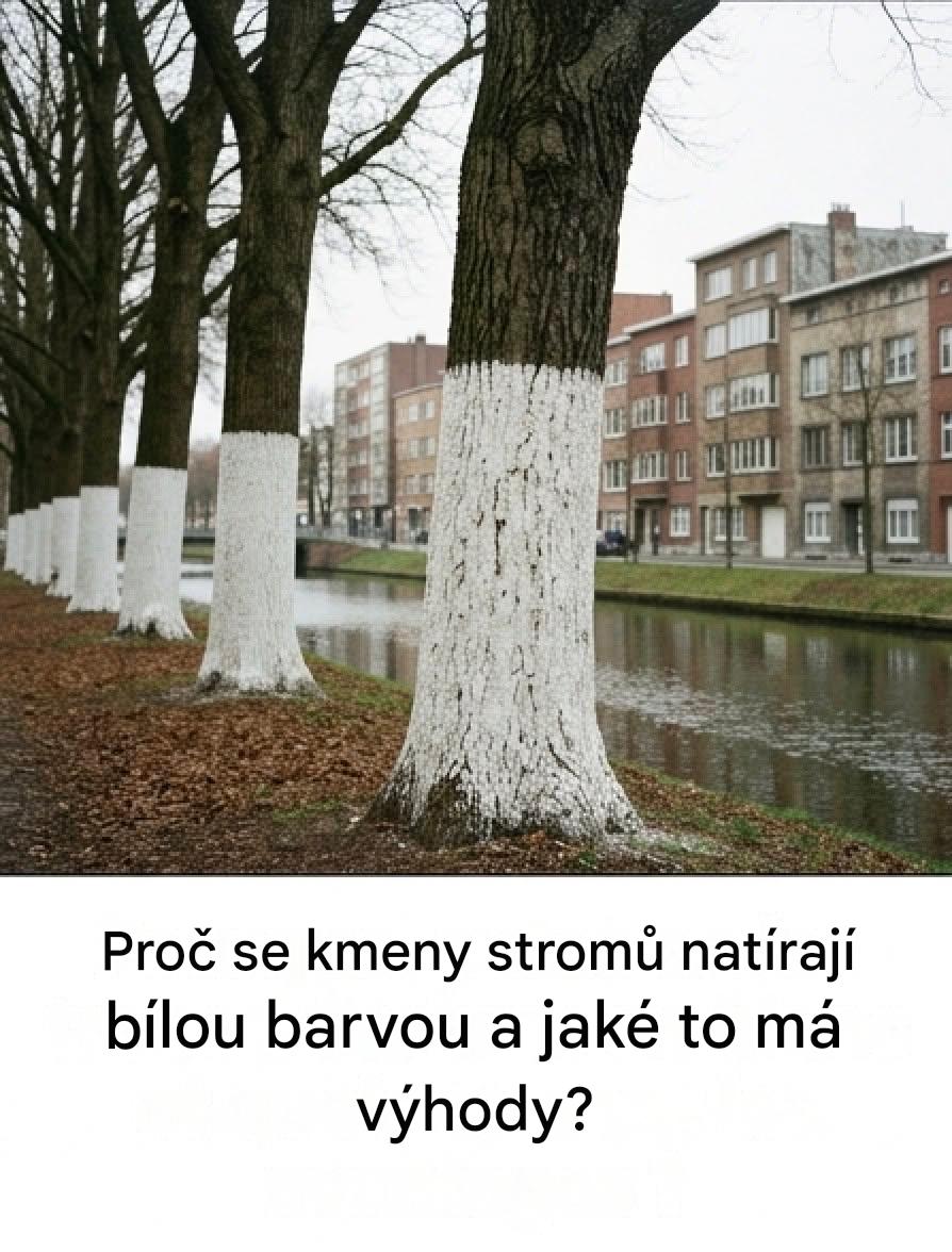 Proč jsou kmeny stromů natřeny na bílo?