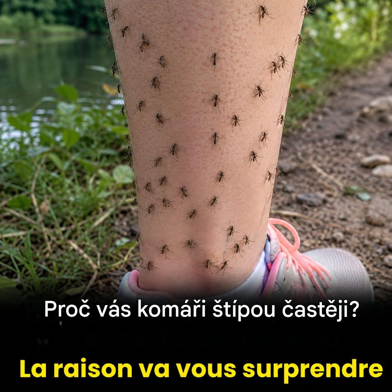 Proč si komáři vždy vybírají právě vás: málo známé vědecké vysvětlení