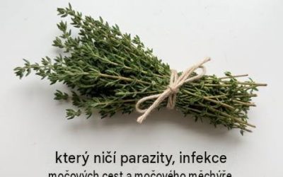 Oreganový olej, medvědice lékařská: tyto rostliny mají překvapivé vlastnosti pro podporu močových cest a trávení