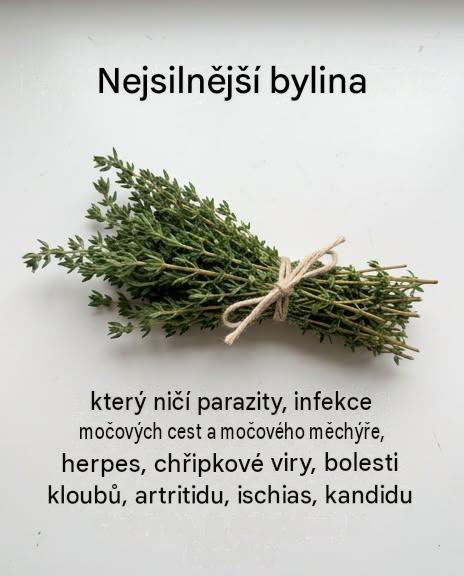 Oreganový olej, medvědice lékařská: tyto rostliny mají překvapivé vlastnosti pro podporu močových cest a trávení