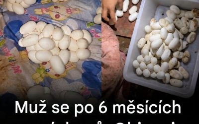 Po šestiměsíční nepřítomnosti našel na svém lůžku přes 100 vajíček: vysvětlení odborníků je fascinující.