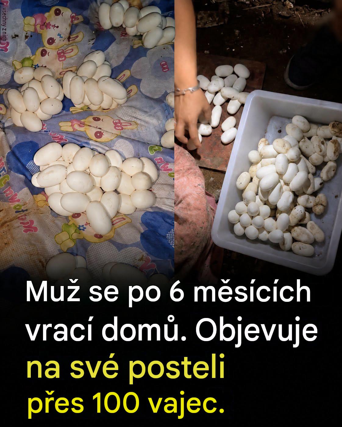 Po šestiměsíční nepřítomnosti našel na svém lůžku přes 100 vajíček: vysvětlení odborníků je fascinující.