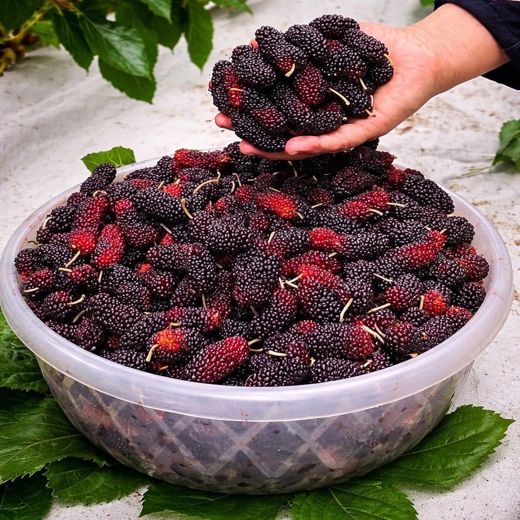 Kolik misek sníš sám? Já bych snědl celou mísu a ještě lízal prsty!