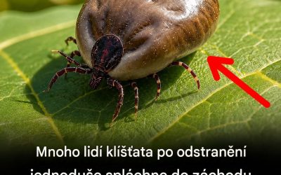 Klíšťata: Proč je spláchnutí do toalety může učinit ještě nebezpečnějšími