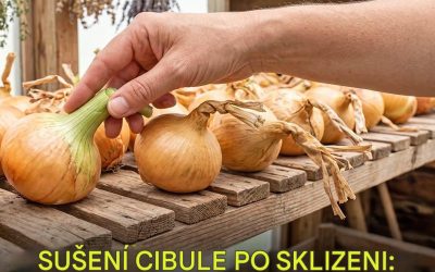 Sušení cibule po sklizni bez hniloby