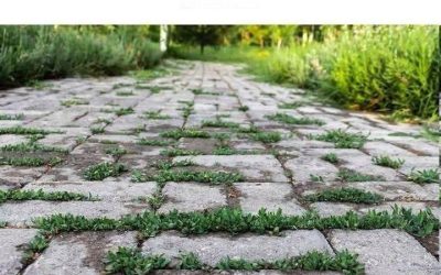 Babička mě naučila tenhle trik, jak zastavit rašení plevele během dvou minut bez jakékoli práce. Funguje to takhle. Zobrazit více