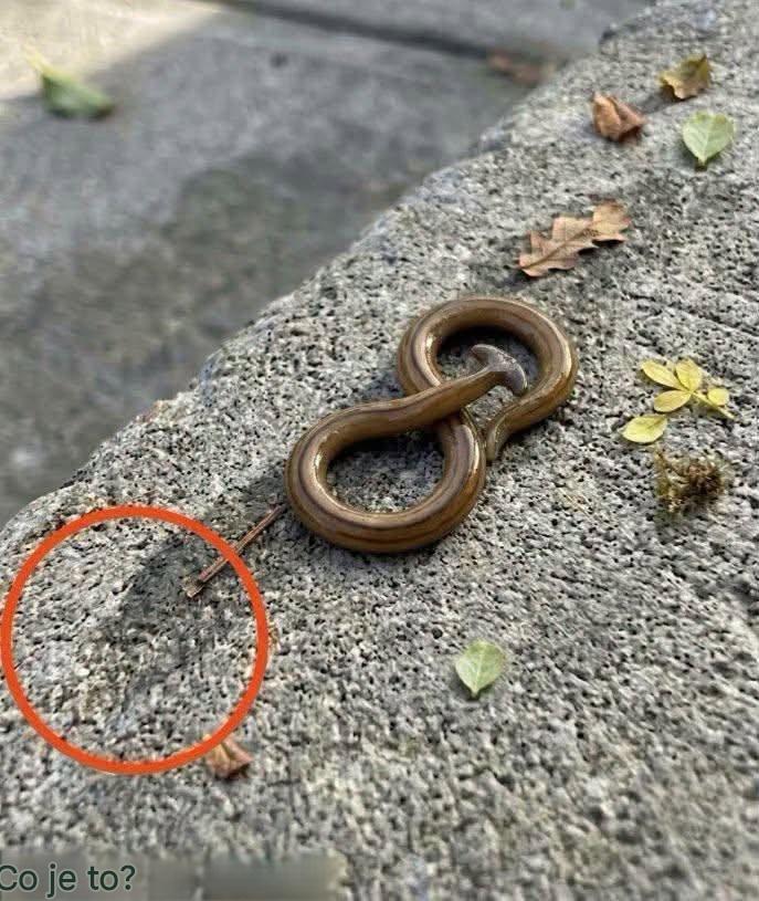Jednoho brzkého rána jsem vyšel ven a našel něco, co jsem si zpočátku nedokázal vysvětlit.